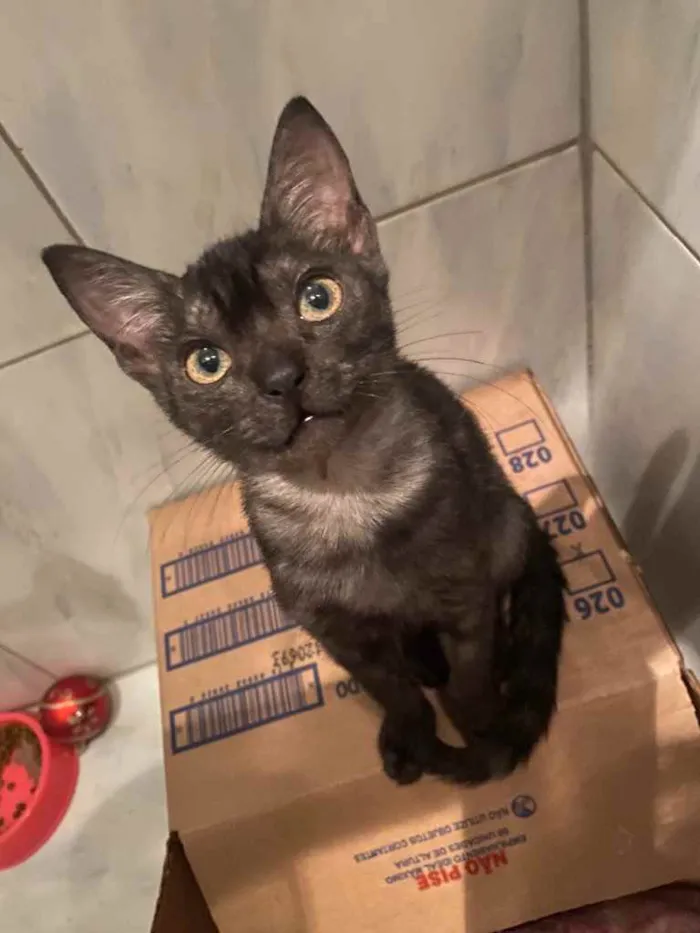 Gato ra a Srd idade Abaixo de 2 meses nome Pantera