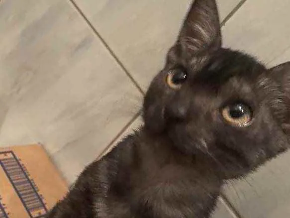 Gato ra a Srd idade Abaixo de 2 meses nome Pantera