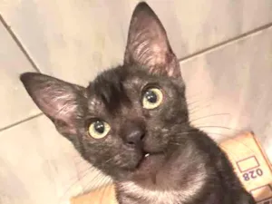 Gato raça Srd idade Abaixo de 2 meses nome Pantera