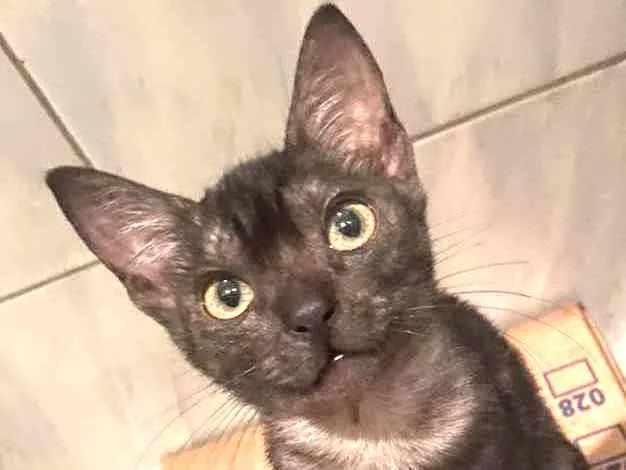 Gato ra a Srd idade Abaixo de 2 meses nome Pantera