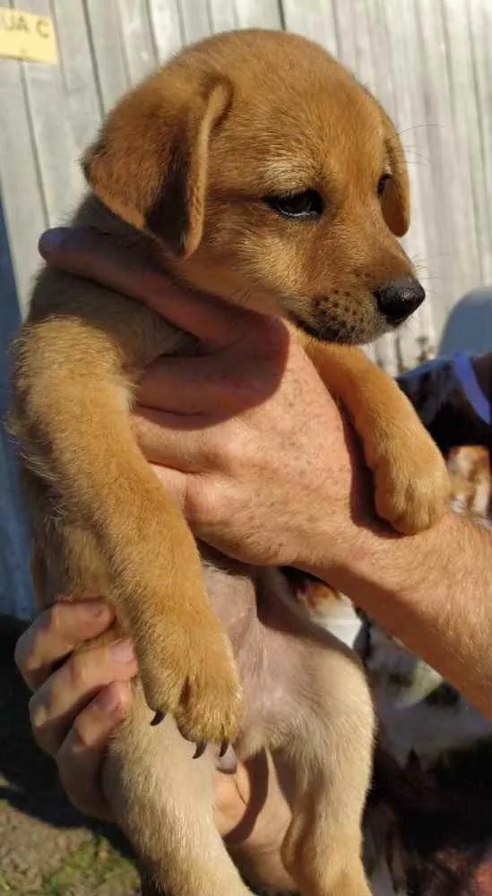 Cachorro ra a SRD idade 2 a 6 meses nome Brigitte