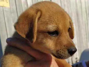 Cachorro raça SRD idade 2 a 6 meses nome Brigitte