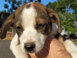 Cachorro raça SRD idade 2 a 6 meses nome Tiffany