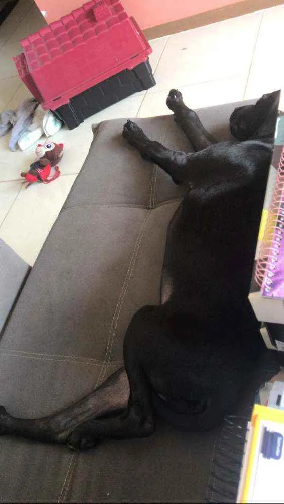 Cachorro ra a Vira lata  idade 2 a 6 meses nome Eike