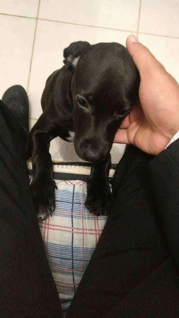 Cachorro ra a Vira lata  idade 2 a 6 meses nome Eike