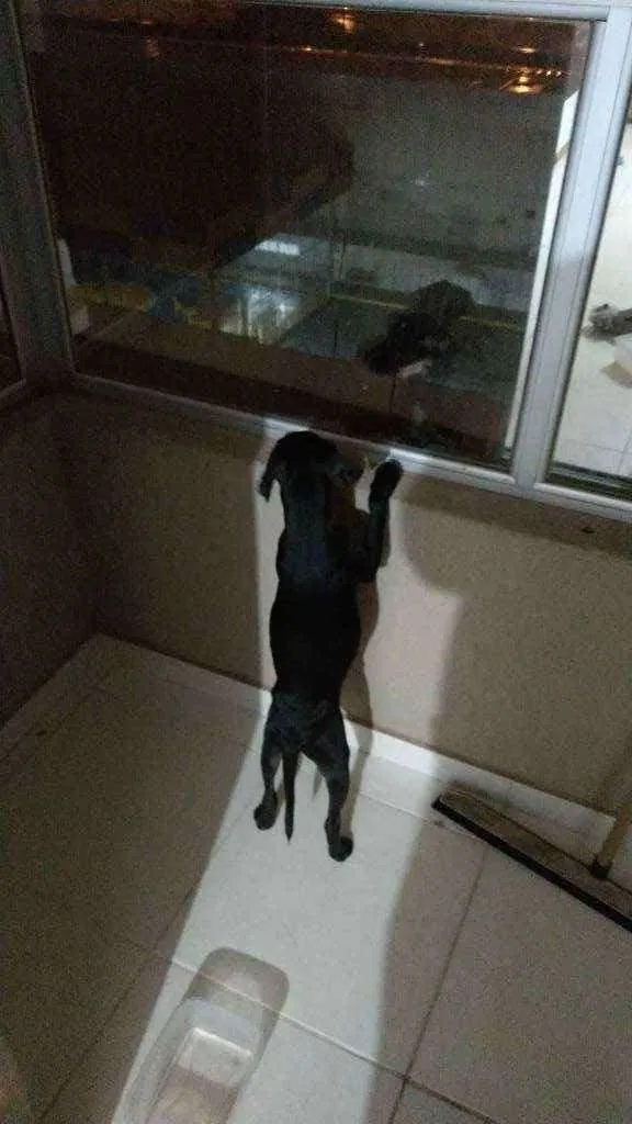 Cachorro ra a Vira lata  idade 2 a 6 meses nome Eike