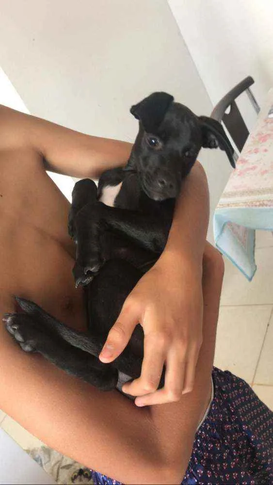 Cachorro ra a Vira lata  idade 2 a 6 meses nome Eike