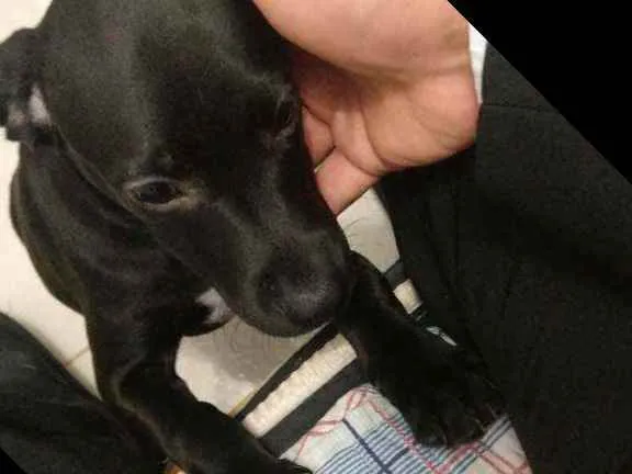 Cachorro ra a Vira lata  idade 2 a 6 meses nome Eike