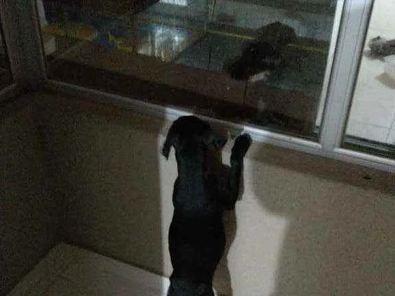 Cachorro ra a Vira lata  idade 2 a 6 meses nome Eike