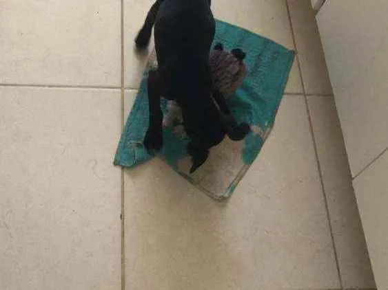 Cachorro ra a Vira lata  idade 2 a 6 meses nome Eike