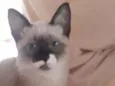 Mimi