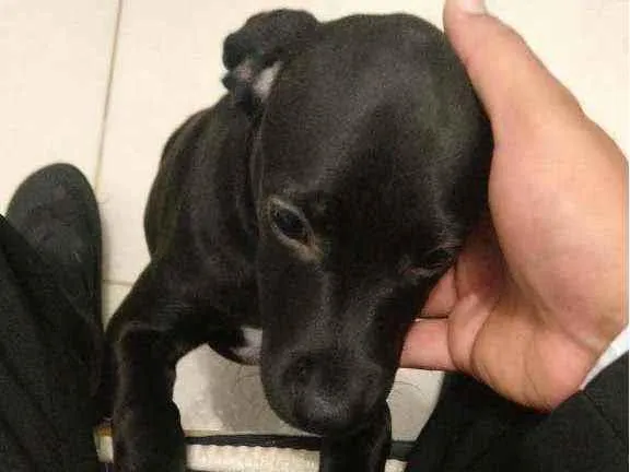 Cachorro ra a Vira lata  idade 2 a 6 meses nome Eike