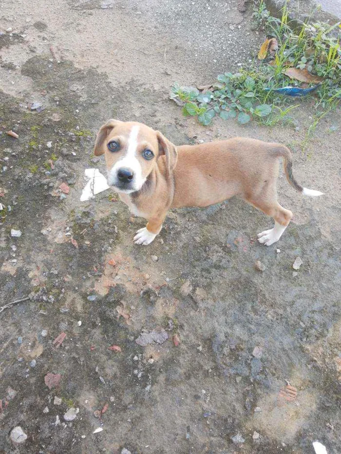 Cachorro raça Caramelinho Brasileiro idade 2 a 6 meses nome Duque