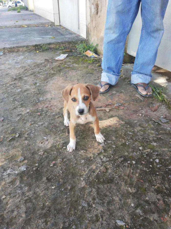Cachorro raça Caramelinho Brasileiro idade 2 a 6 meses nome Duque