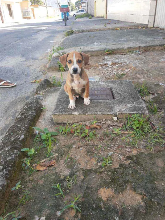 Cachorro raça Caramelinho Brasileiro idade 2 a 6 meses nome Duque