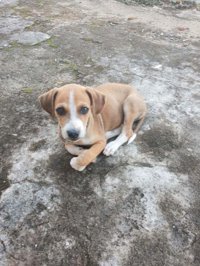 Cachorro raça Caramelinho Brasileiro idade 2 a 6 meses nome Duque