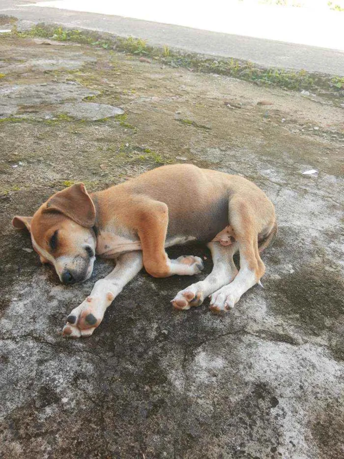 Cachorro raça Caramelinho Brasileiro idade 2 a 6 meses nome Duque