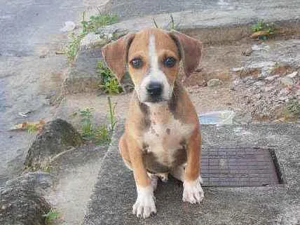Cachorro raça Caramelinho Brasileiro idade 2 a 6 meses nome Duque