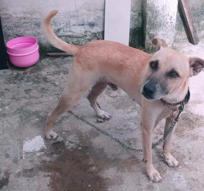 Cachorro ra a Sem pedigree idade 3 anos nome Marley e Malu