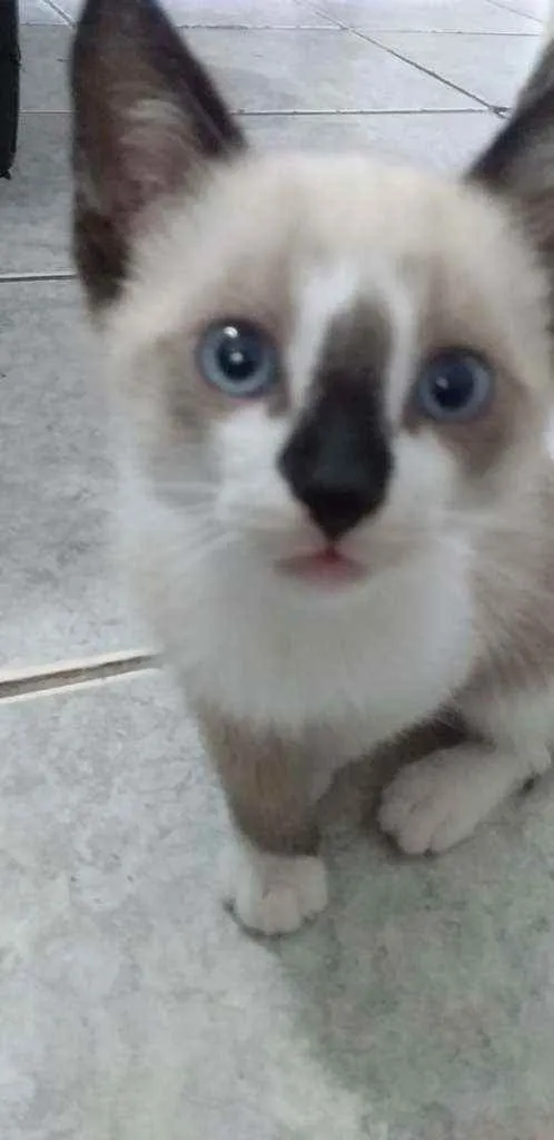 Gato raça Sem raça definida idade 2 a 6 meses nome Sem nome