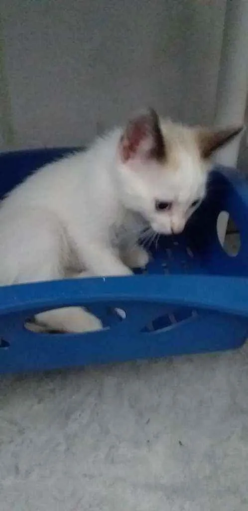 Gato raça Sem raça definida idade 2 a 6 meses nome Sem nome