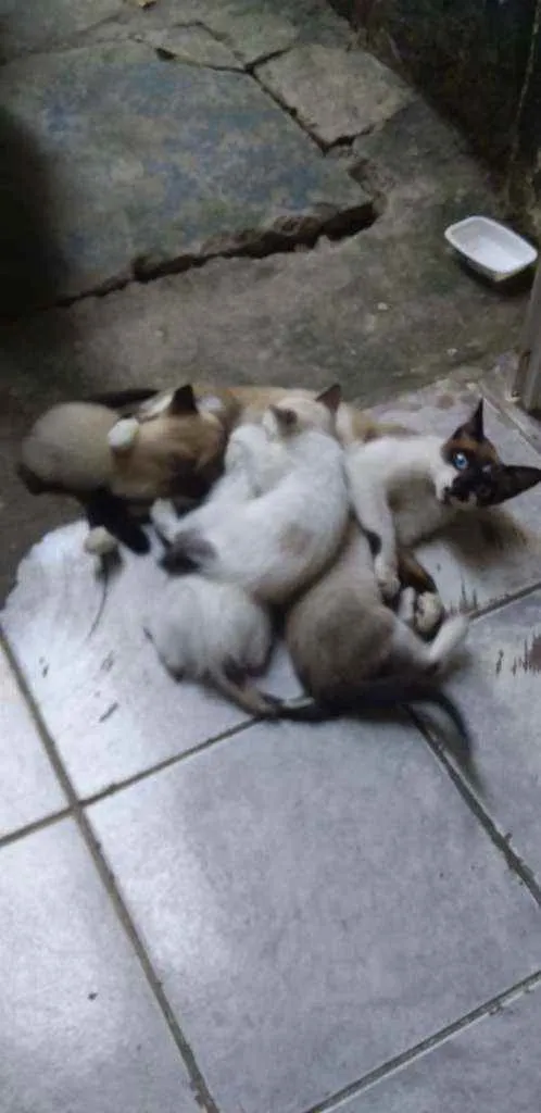Gato raça Sem raça definida idade 2 a 6 meses nome Sem nome