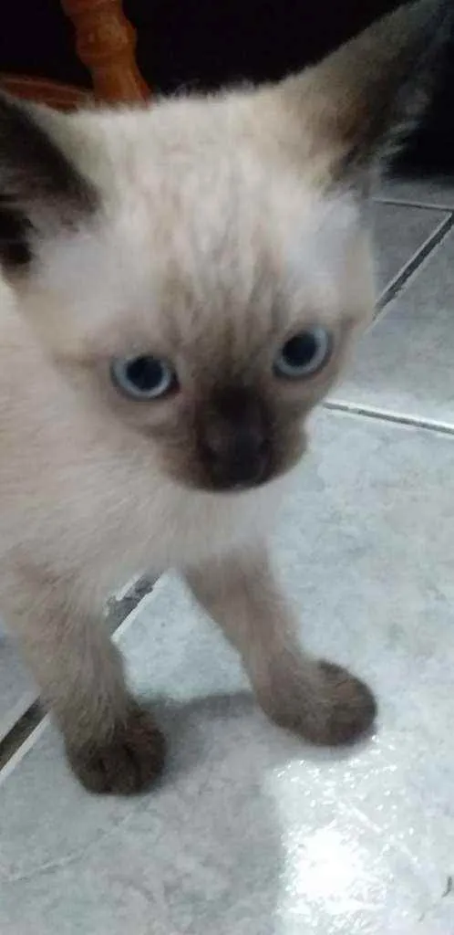 Gato raça Sem raça definida idade 2 a 6 meses nome Sem nome