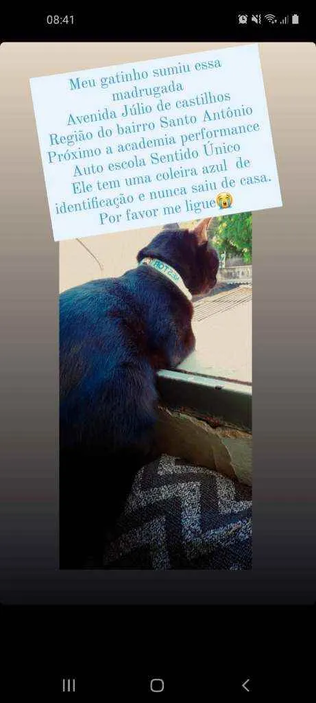 Gato ra a idade 1 ano nome Nestor