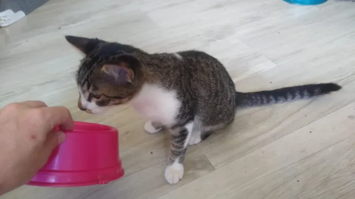 Gato ra a Viralata idade 2 a 6 meses nome Não tem