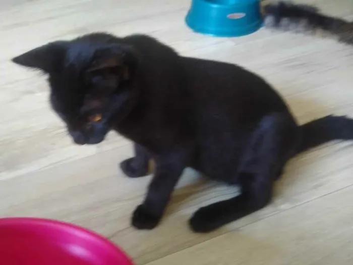 Gato ra a Viralata idade 2 a 6 meses nome Não tem