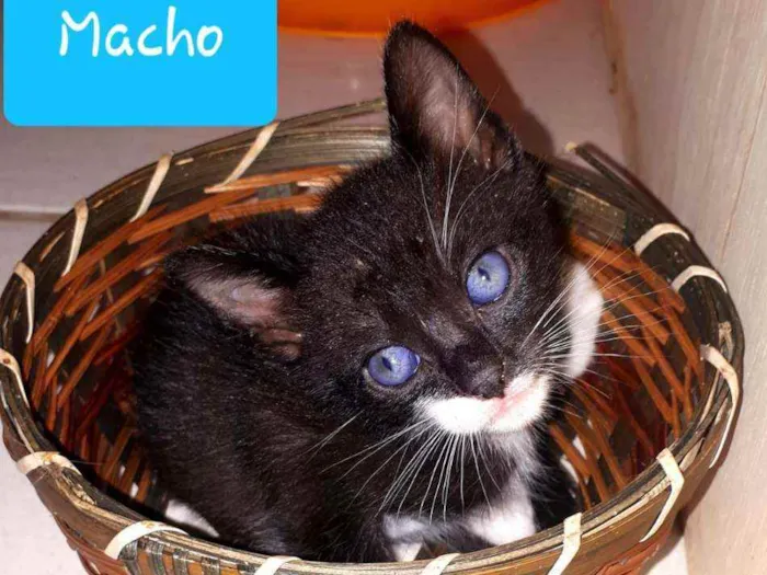 Gato raça  idade Abaixo de 2 meses nome Filhotes Eliana 