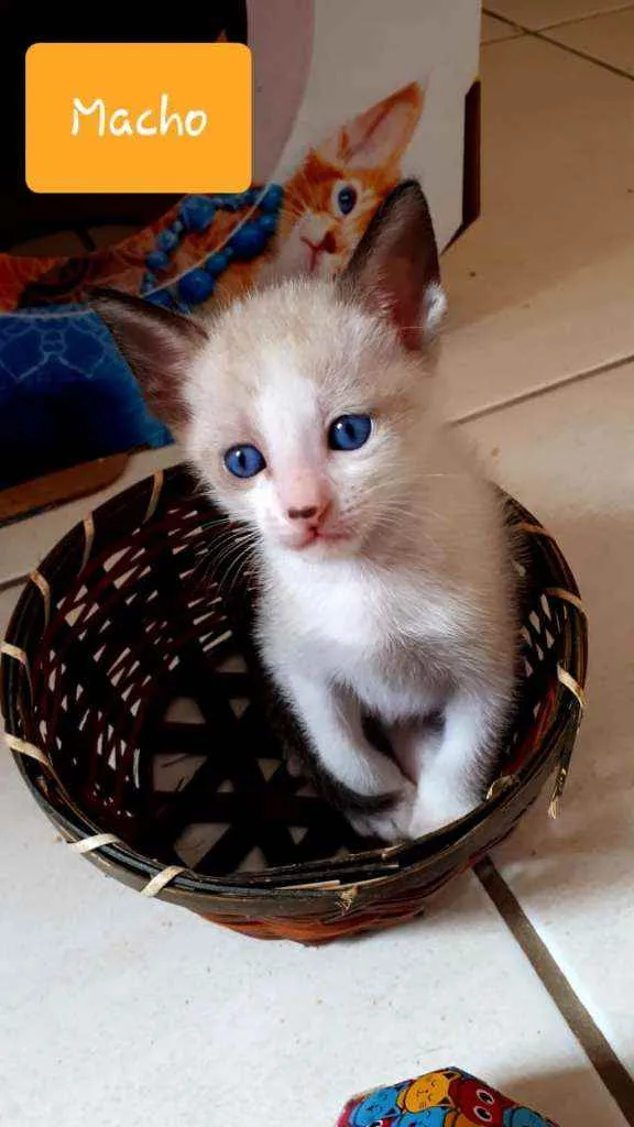 Gato raça  idade Abaixo de 2 meses nome Filhotes Eliana 