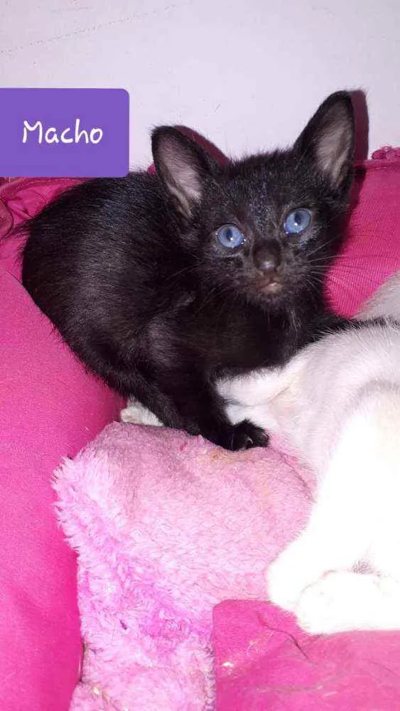 Gato raça  idade Abaixo de 2 meses nome Filhotes Eliana 