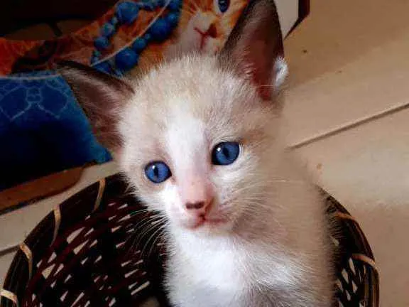 Gato raça  idade Abaixo de 2 meses nome Filhotes Eliana 