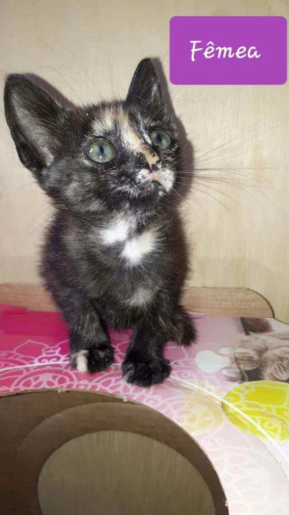 Gato raça  idade Abaixo de 2 meses nome Filhotes Eliana 