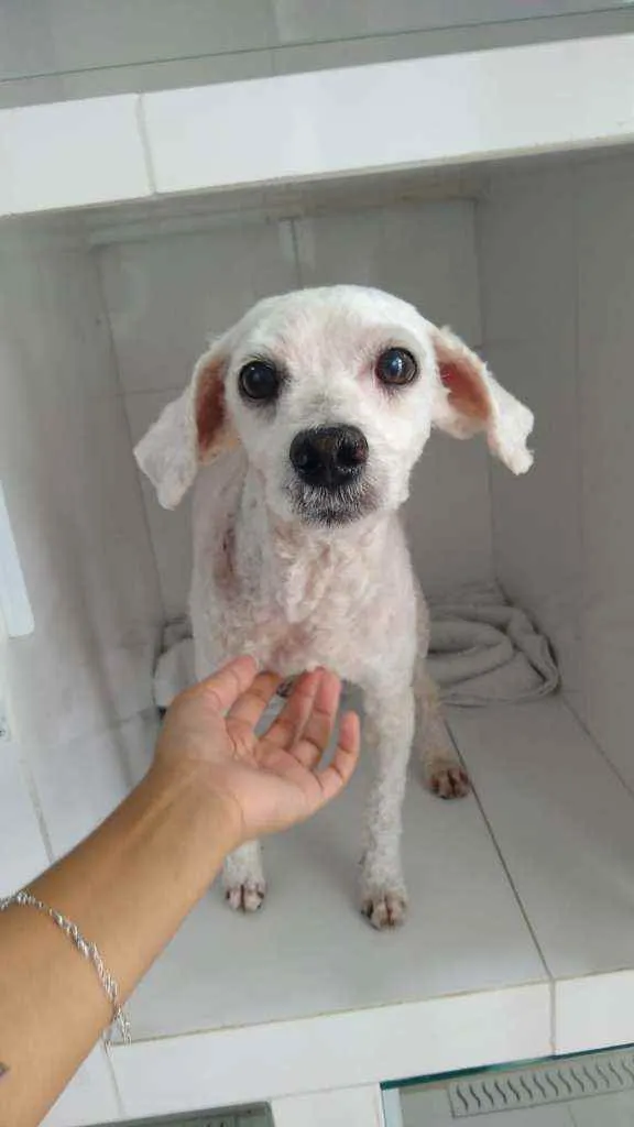 Cachorro raça Poodle  idade 3 anos nome Théo Poodle 