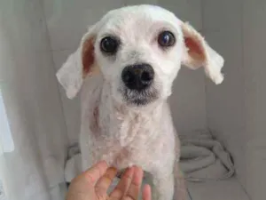 Cachorro raça Poodle  idade 3 anos nome Théo Poodle 
