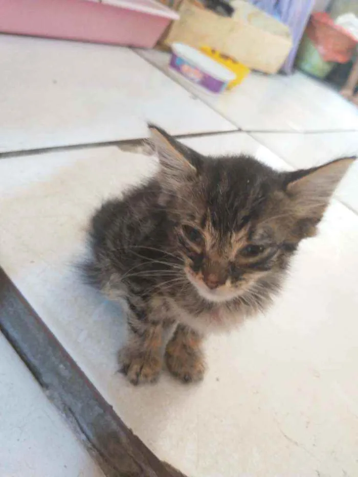 Gato ra a Não sei  idade Abaixo de 2 meses nome Mingau