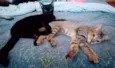 Johnny e Oreo
