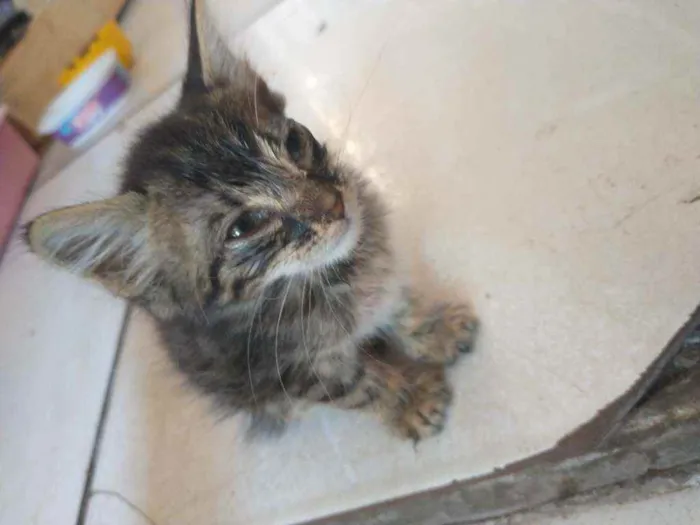 Gato ra a Não sei  idade Abaixo de 2 meses nome Mingau