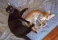 Johnny e Oreo