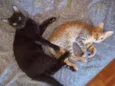Johnny e Oreo