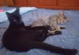 Johnny e Oreo