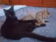 Johnny e Oreo