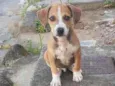 Duque