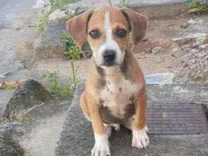 Cachorro raça Caramelinho Brasileiro idade 2 a 6 meses nome Duque