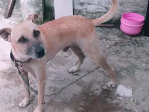 Cachorro raça Sem pedigree idade 3 anos nome Marley e Malu