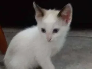 Gato raça Sem raça definida idade 2 a 6 meses nome Sem nome