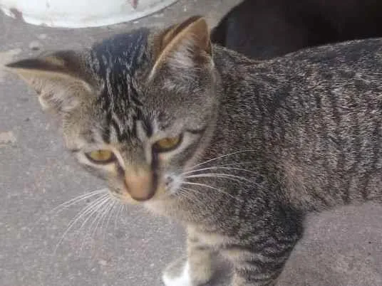 Gato ra a Viralata idade 2 a 6 meses nome Não tem