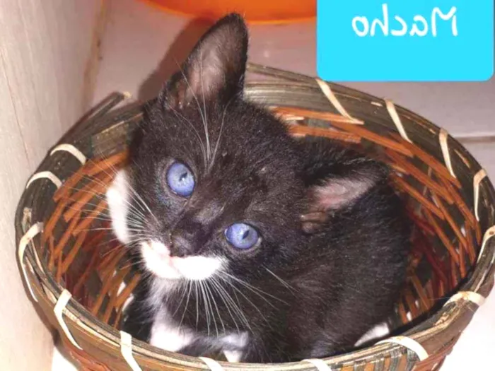 Gato raça  idade Abaixo de 2 meses nome Filhotes Eliana 